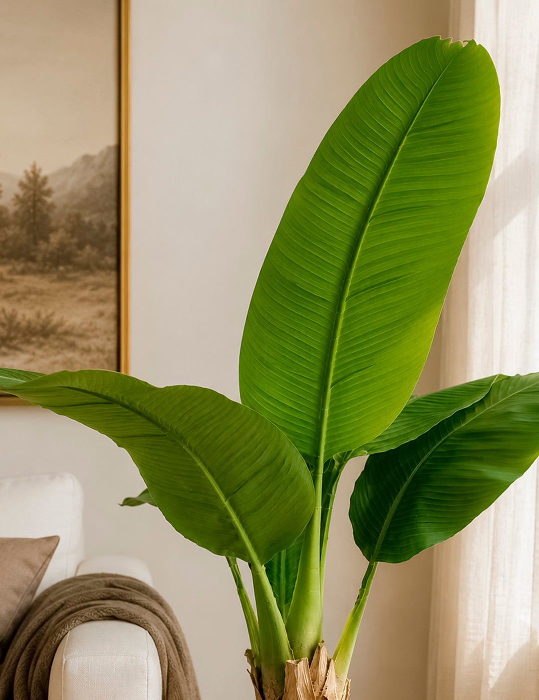 Banano115cm_2.jpg