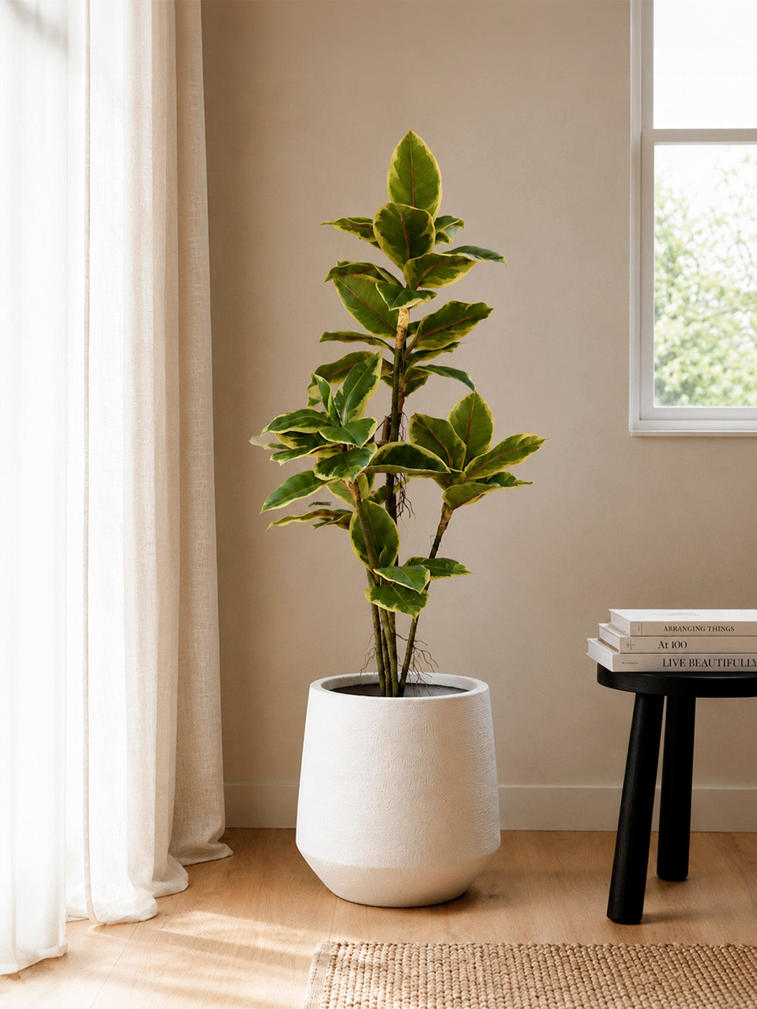 Ficus Tineke