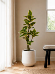 Ficus Tineke