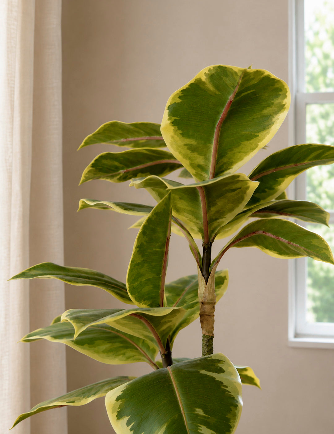 FicusTineke100cm_2.jpg