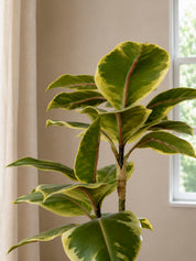 Ficus Tineke