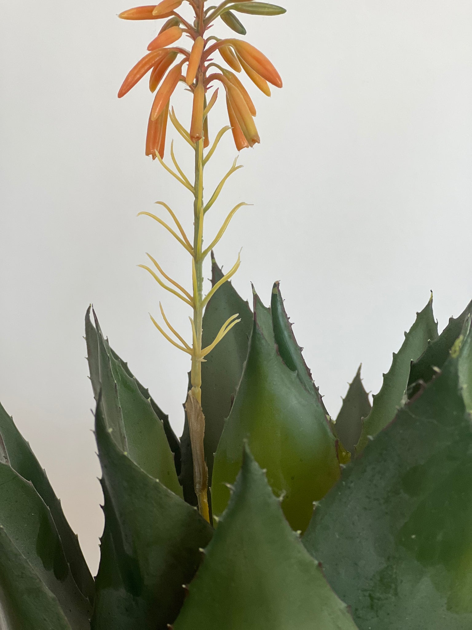 Planta Macetero Agave Flor