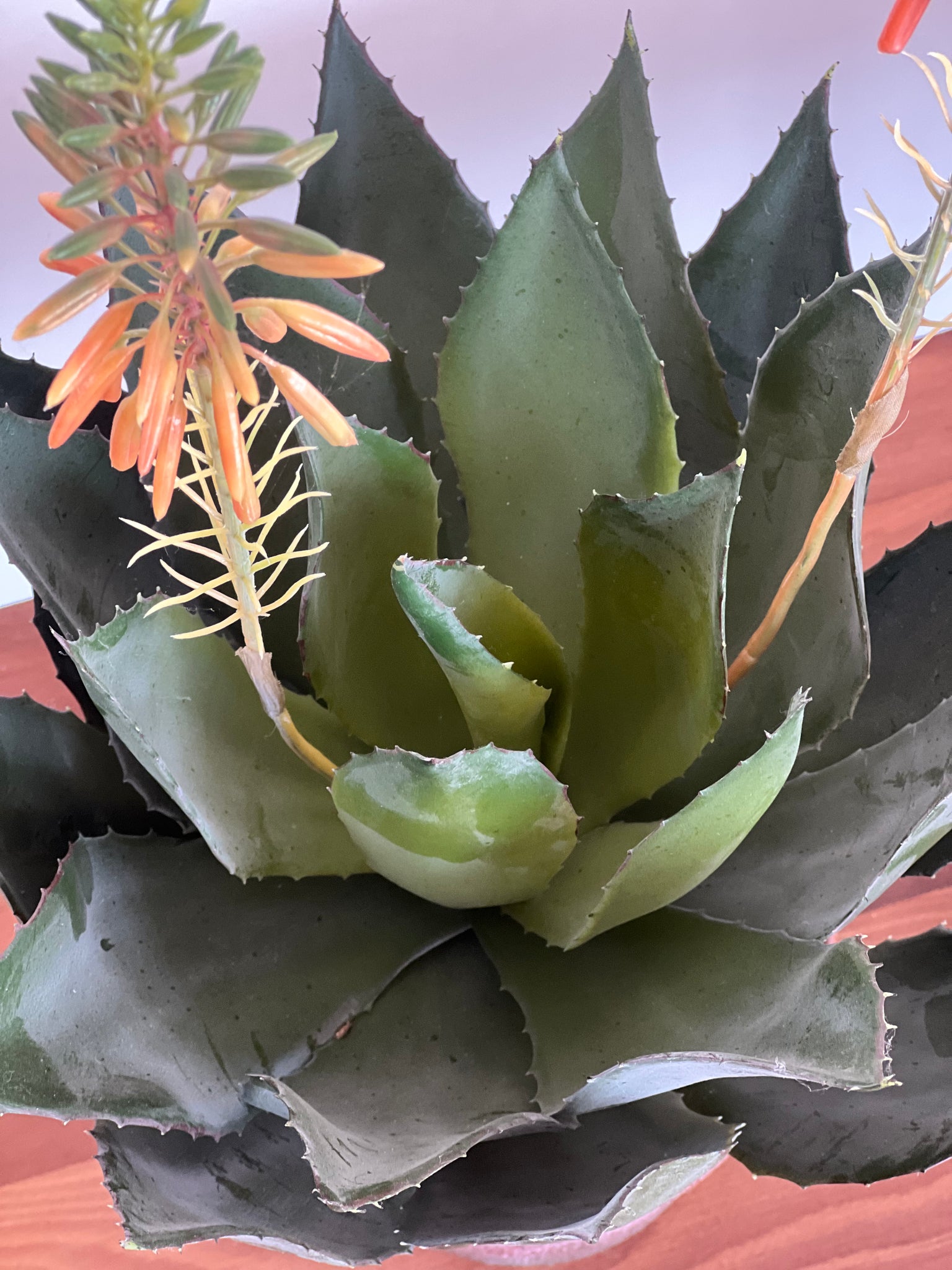 Planta Macetero Agave Flor