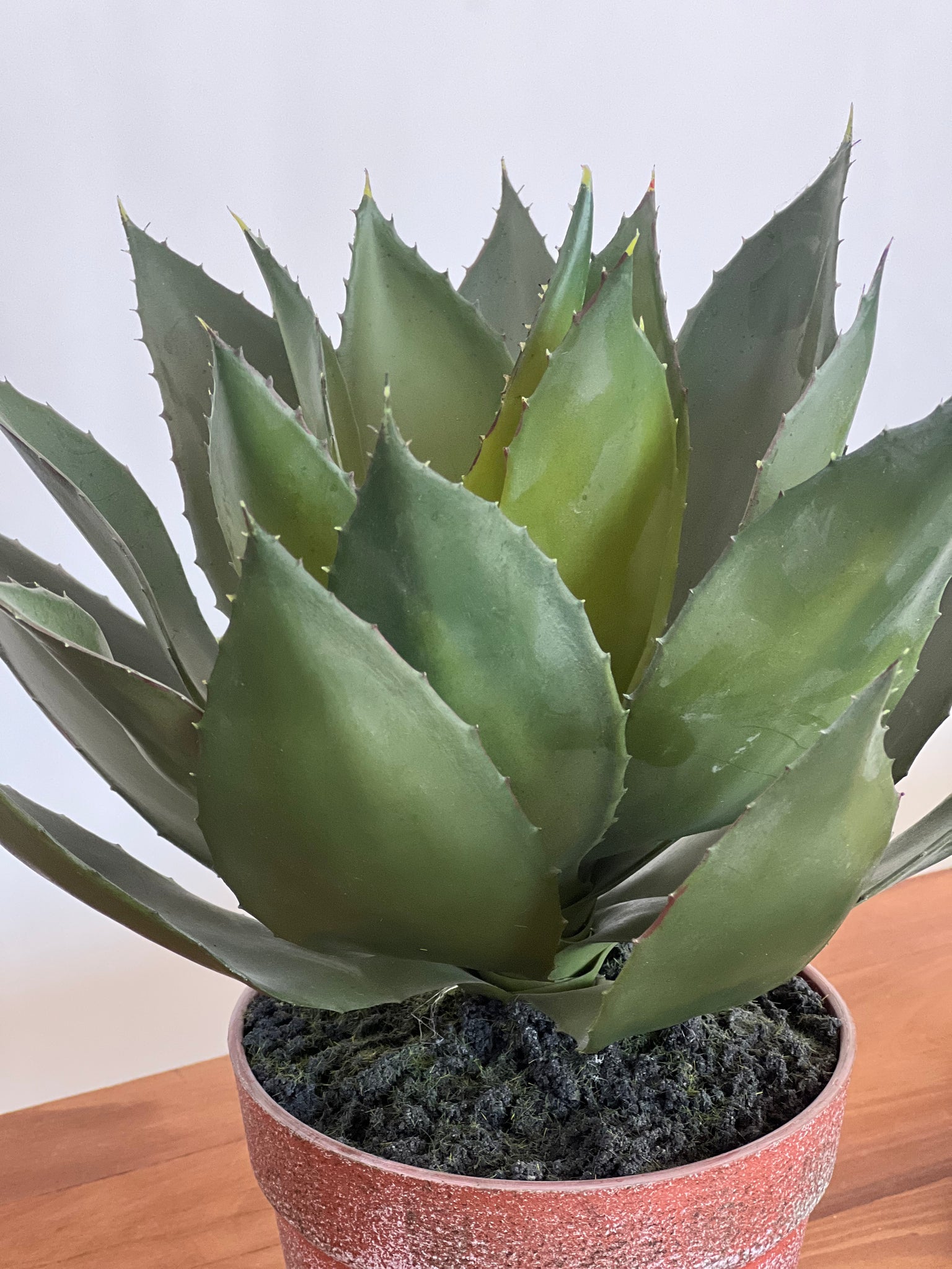 Planta Macetero Agave S