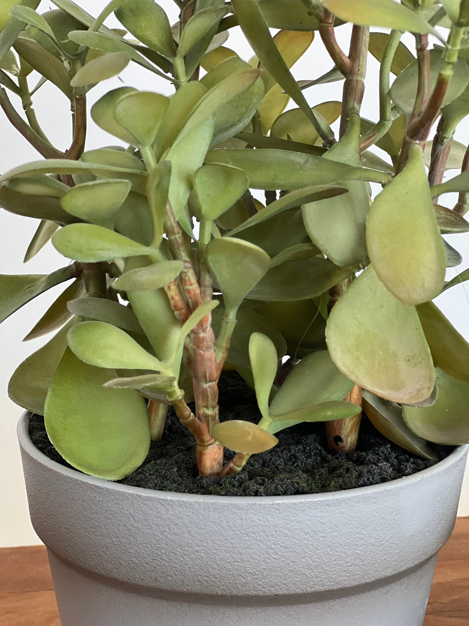 Planta Macetero Jade