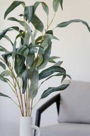 Rama Eucalipto Hoja Larga