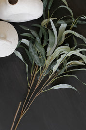 Rama Eucalipto Hoja Larga