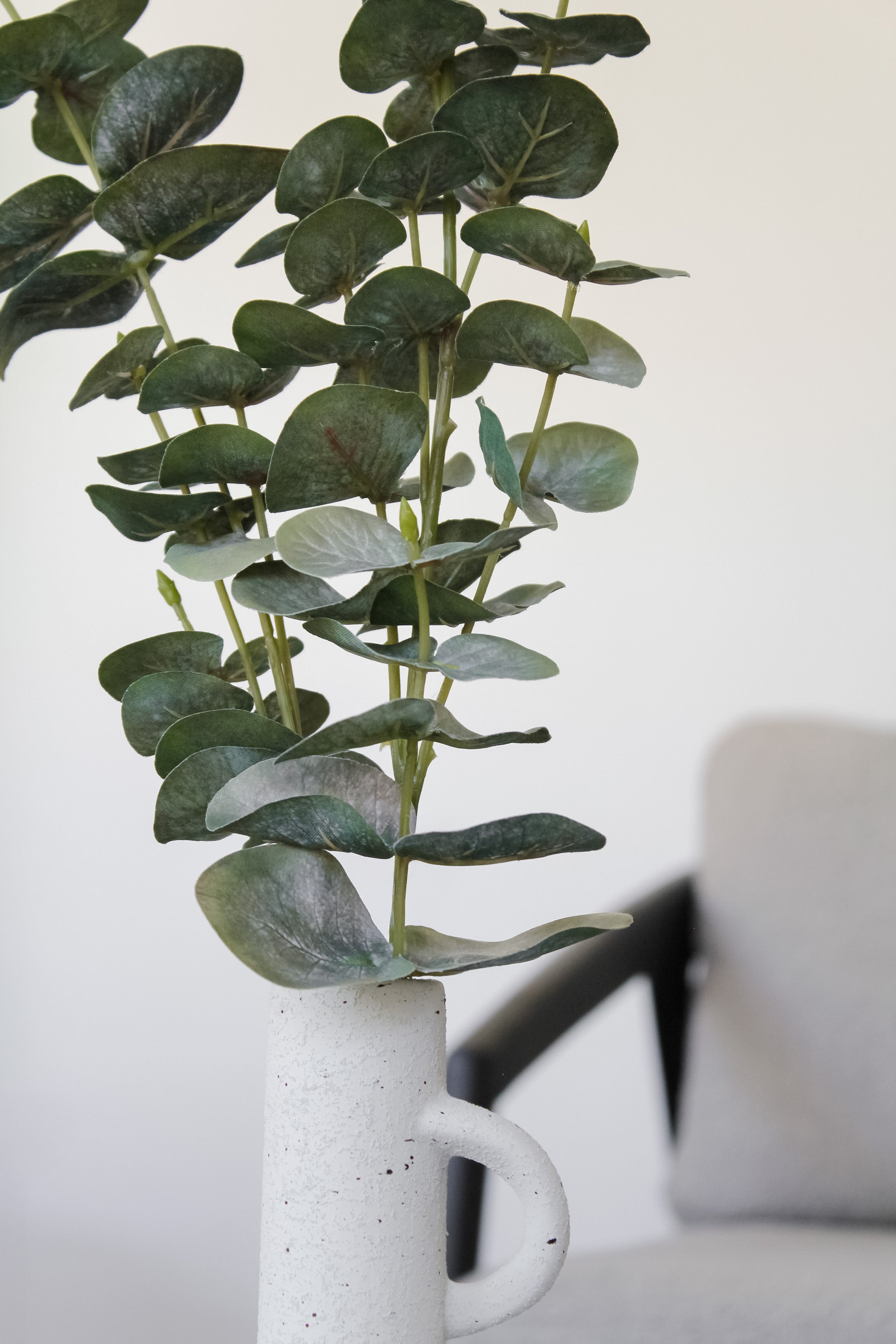 Rama Eucalipto Hoja Redonda