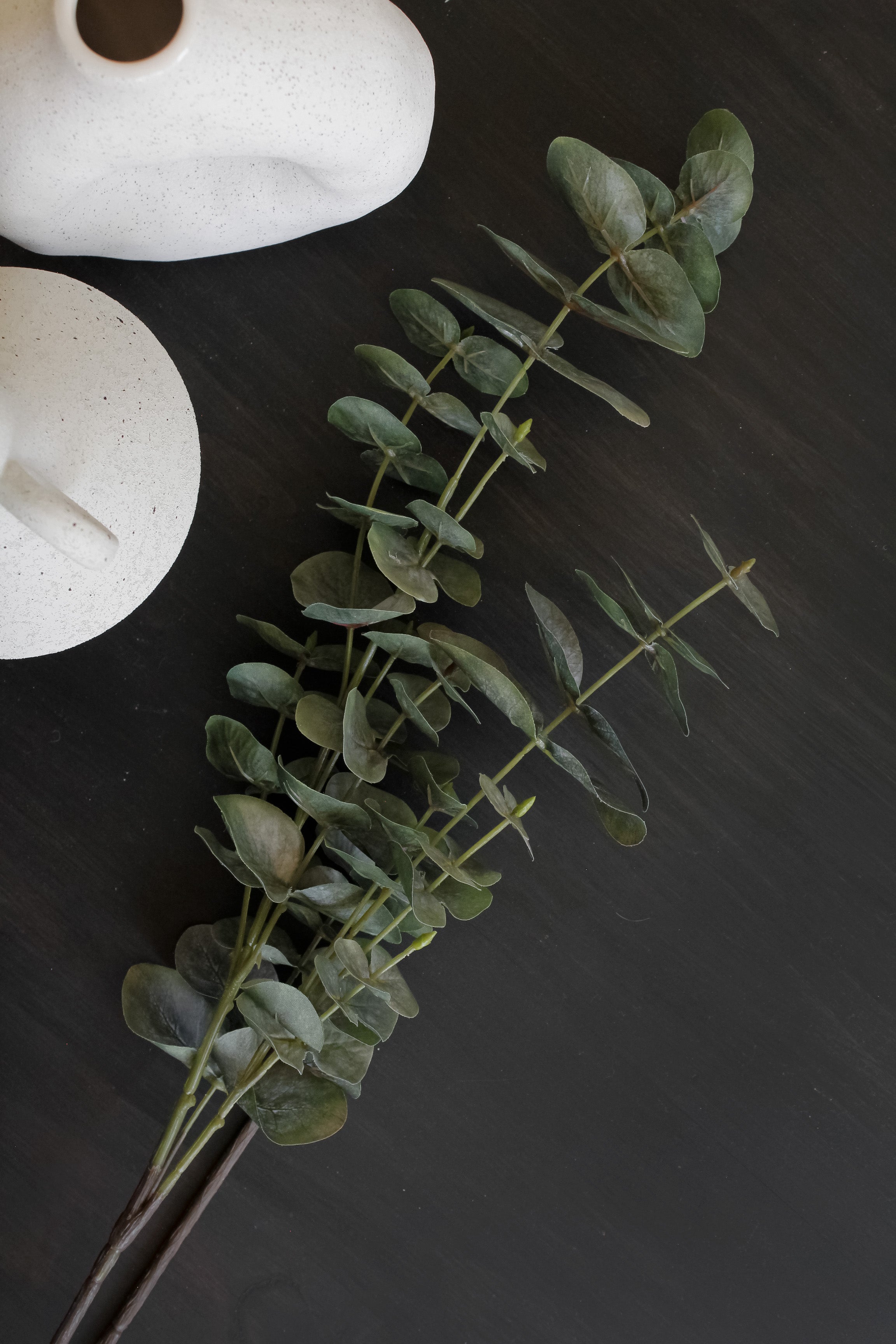 Rama Eucalipto Hoja Redonda