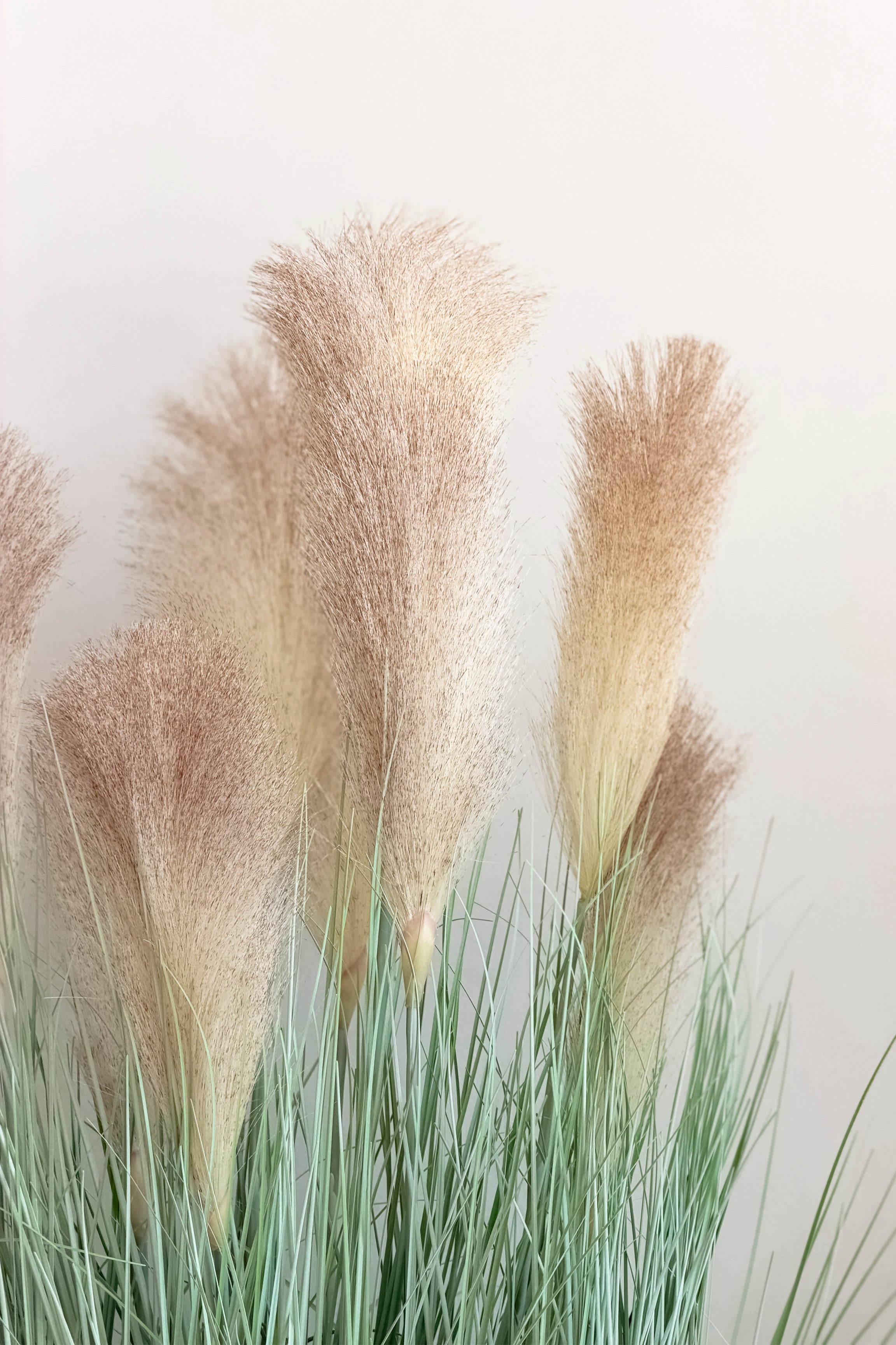 Cola de Zorro Pampas Beige