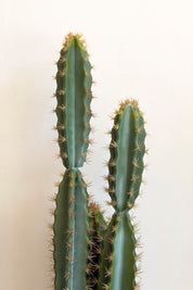 Cactus Grande