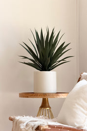 Agave Macetero Blanco