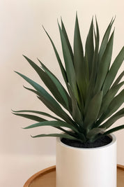 Agave Macetero Blanco