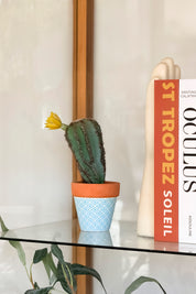 Mini Cactus Flor Amarilla Mediano