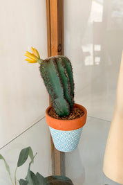 Mini Cactus Flor Amarilla Mediano