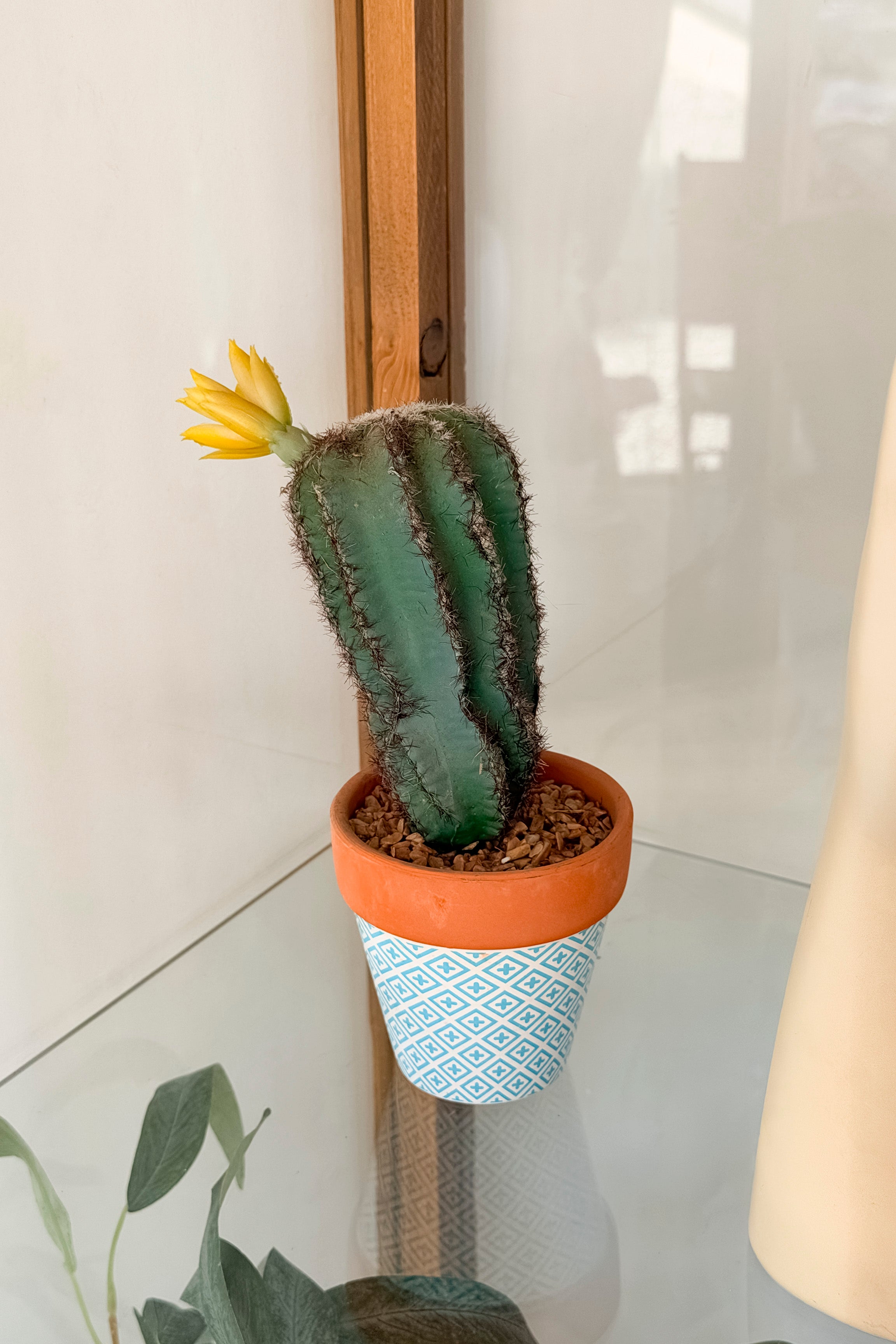 Mini Cactus Flor Amarilla Mediano