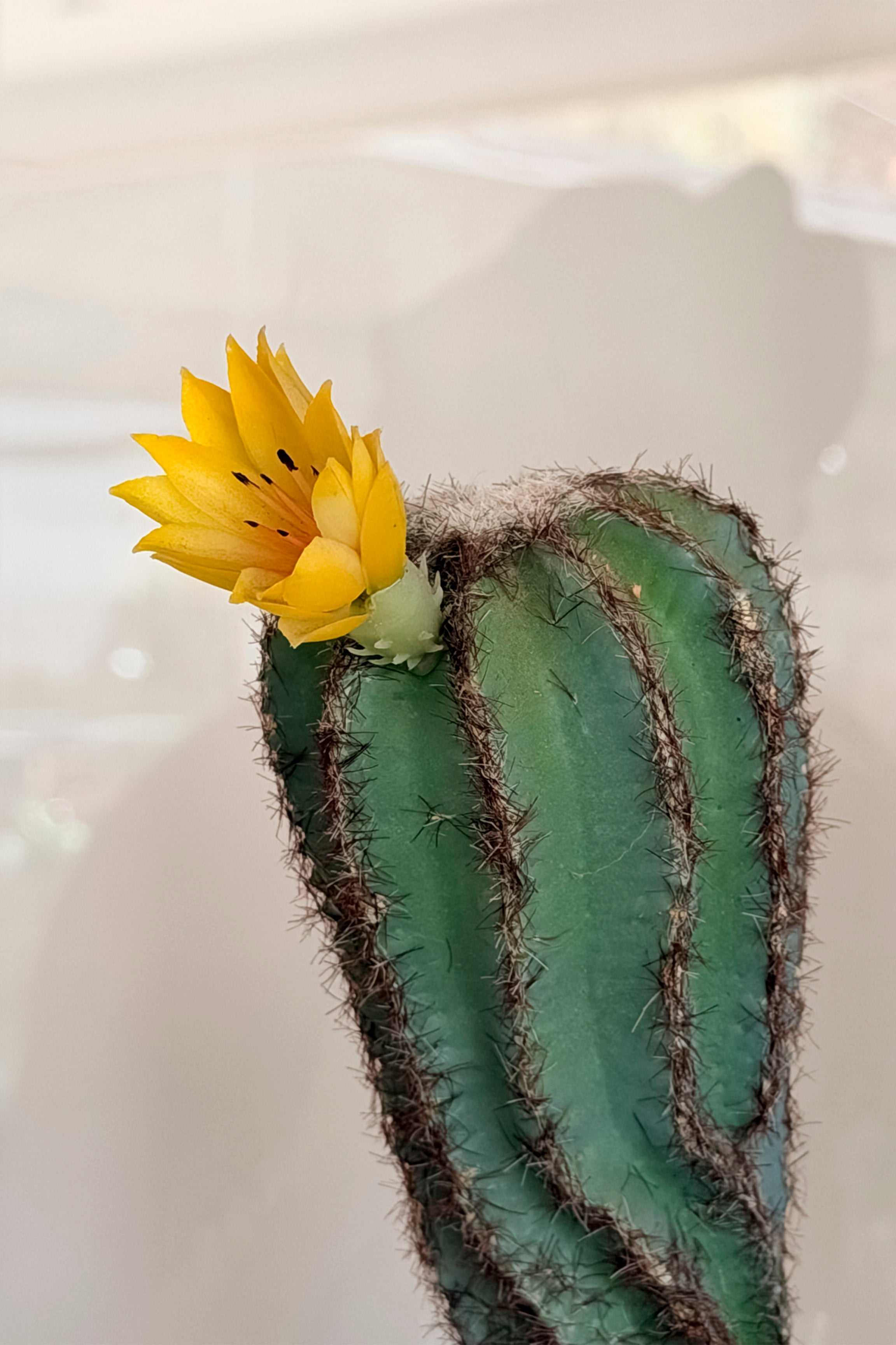 Mini Cactus Flor Amarilla Mediano