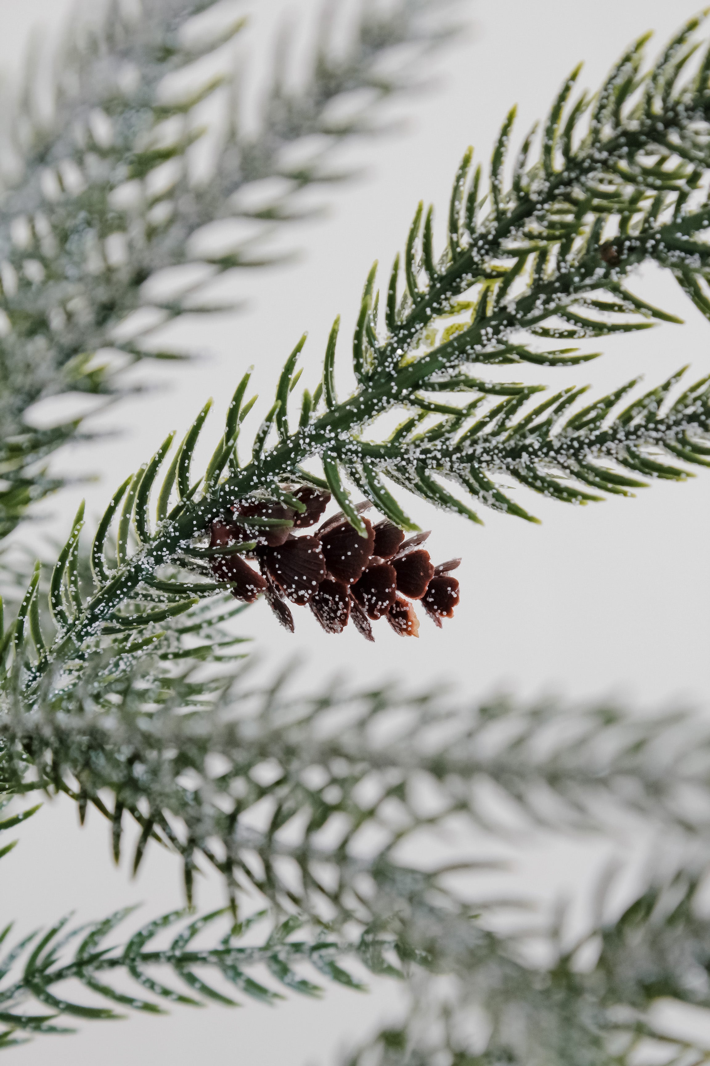 Rama Pino Brillante con Piñas