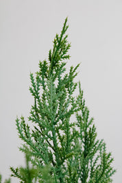 Rama Pino Cedro de Goa