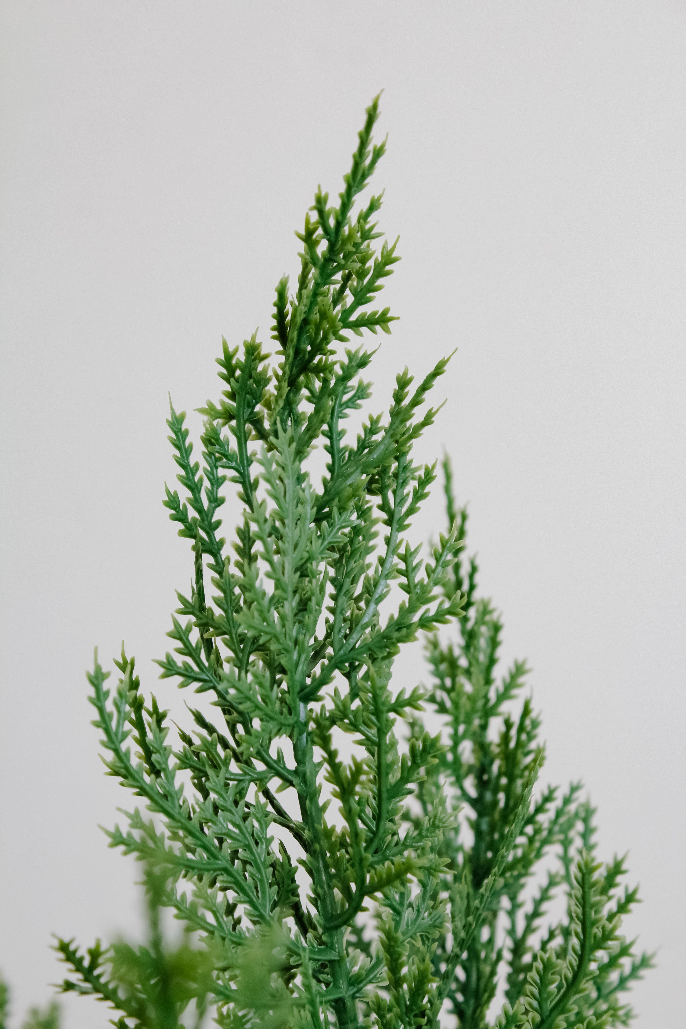 Rama Pino Cedro de Goa