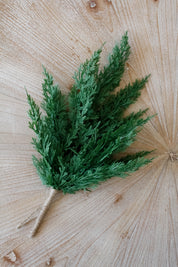 Rama Pino Cedro de Goa