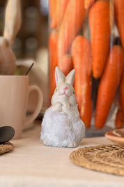Mini Conejo Macho
