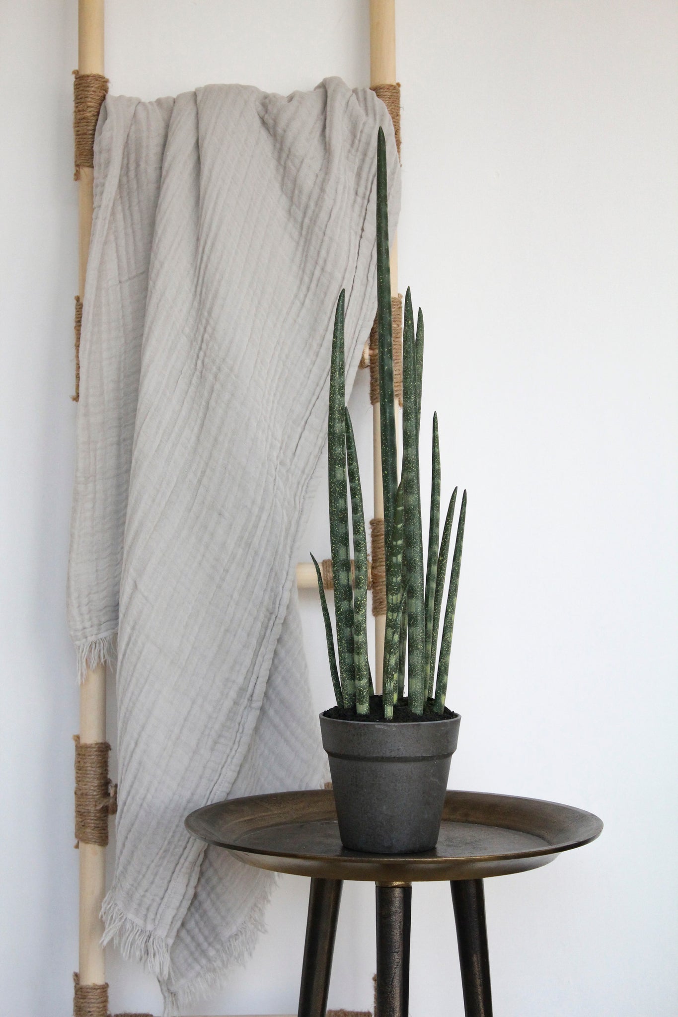 Macetero Planta Sansevieria Cilíndrica