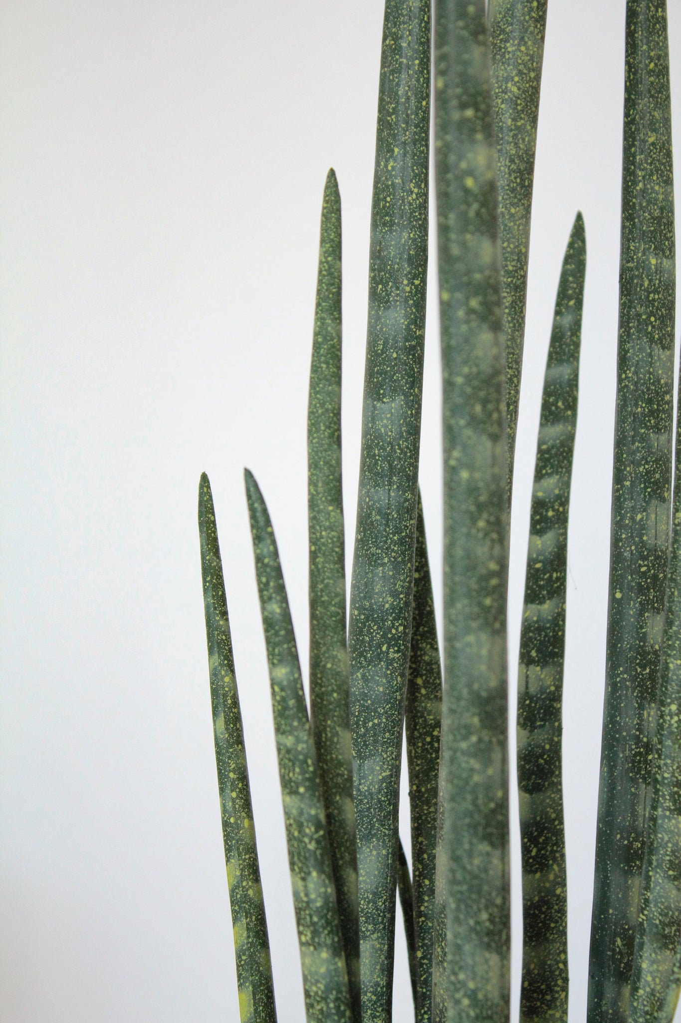 Macetero Planta Sansevieria Cilíndrica