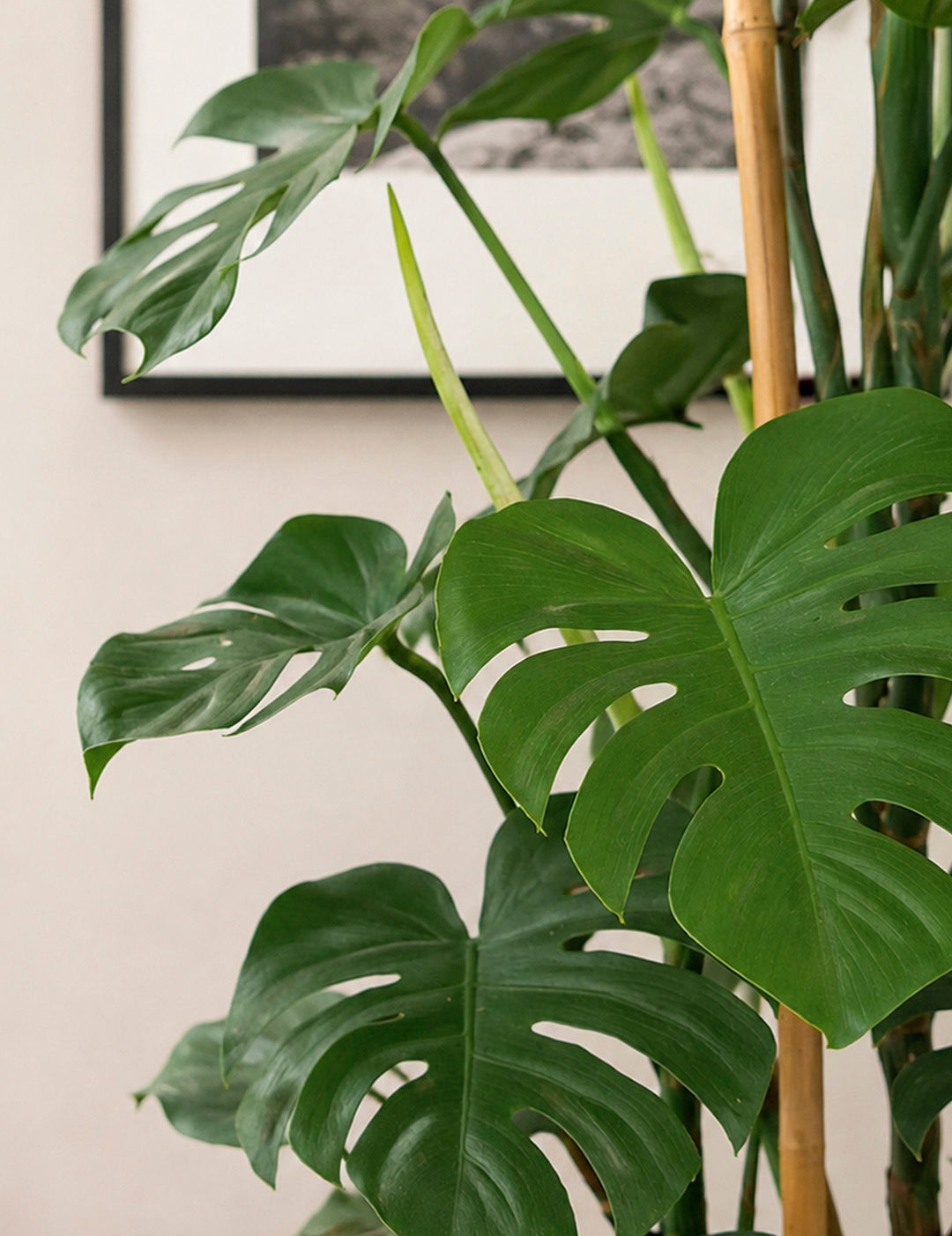Monstera70cm_2.jpg