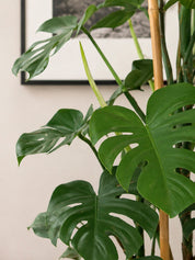 Monstera Chica