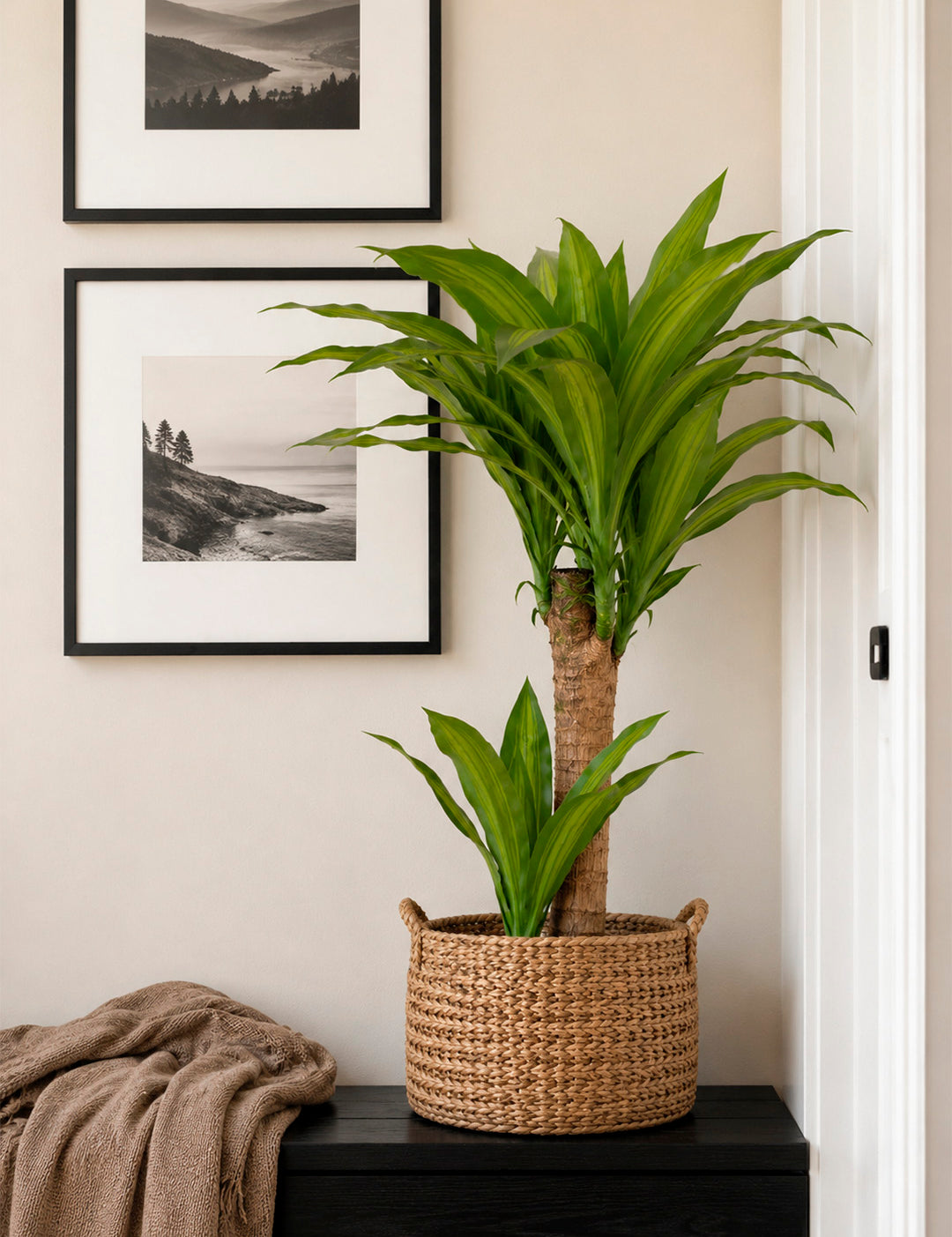 Palodeagua85cm_2.jpg