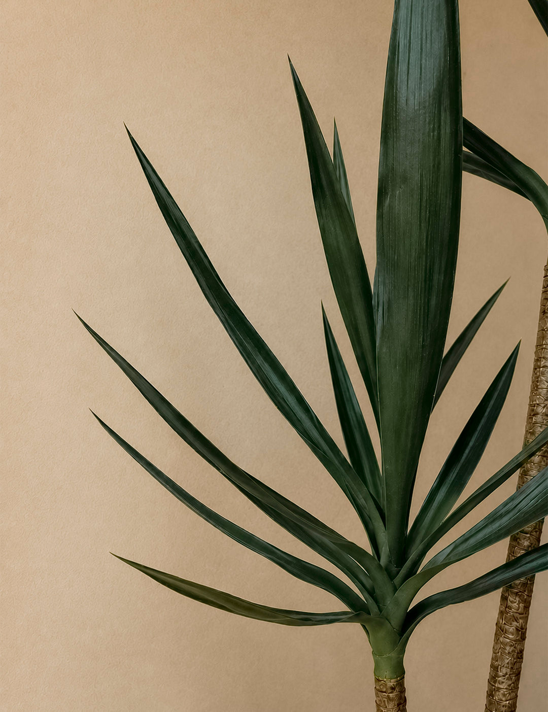 Yucca140cm_2.jpg