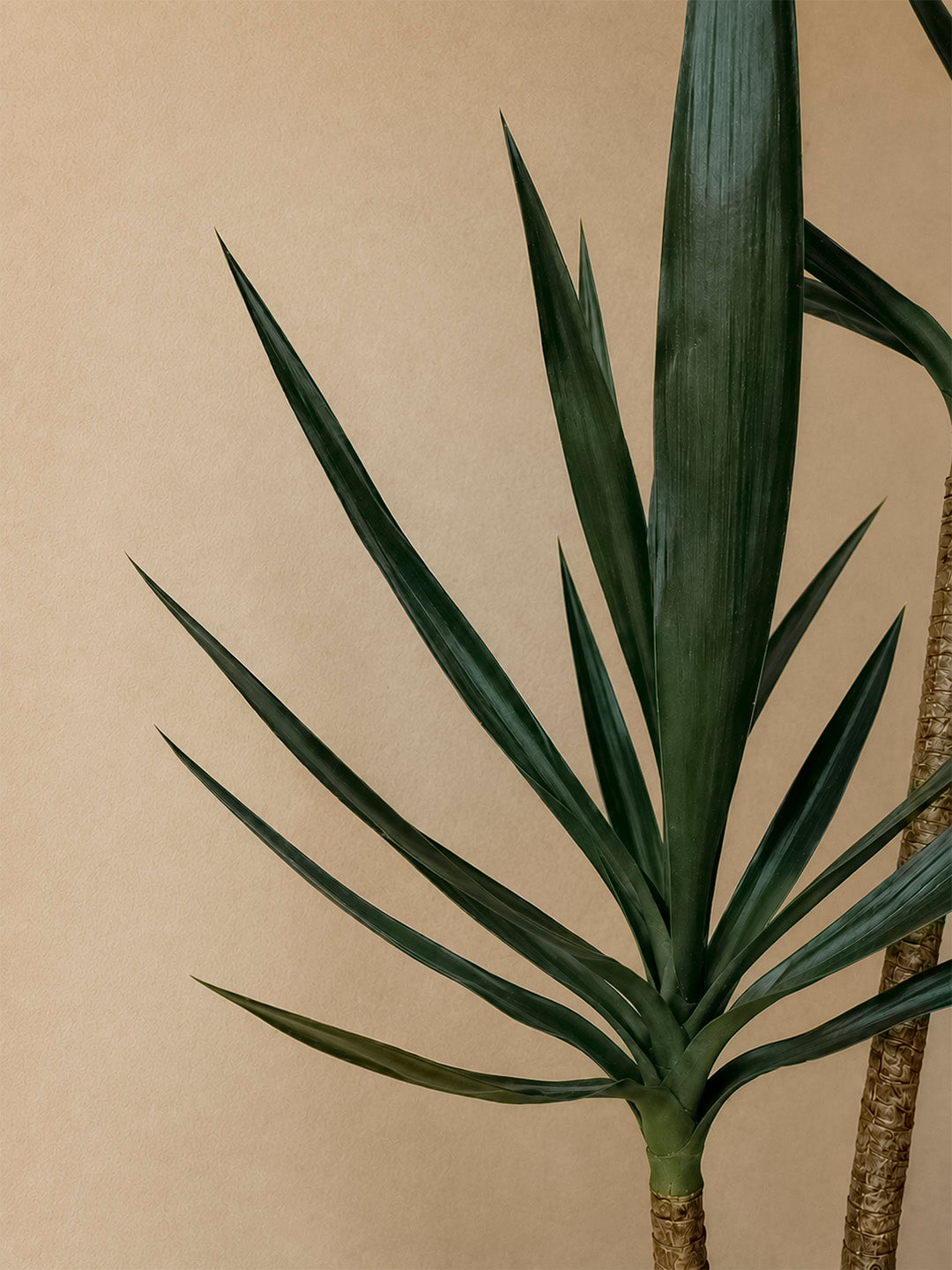 Yucca