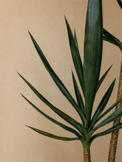 Yucca