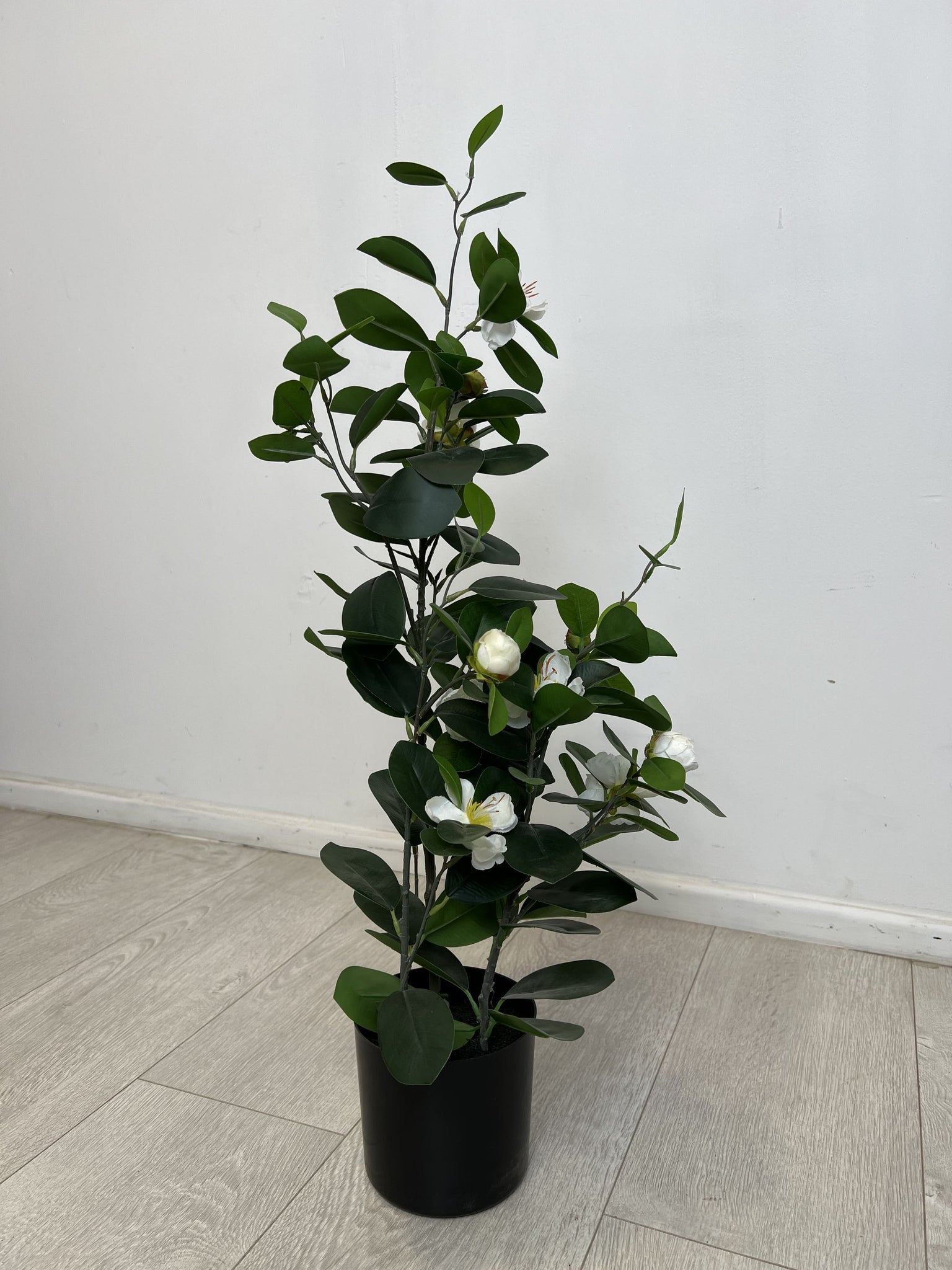 Planta Macetero Hoja Verde Flor Blanca
