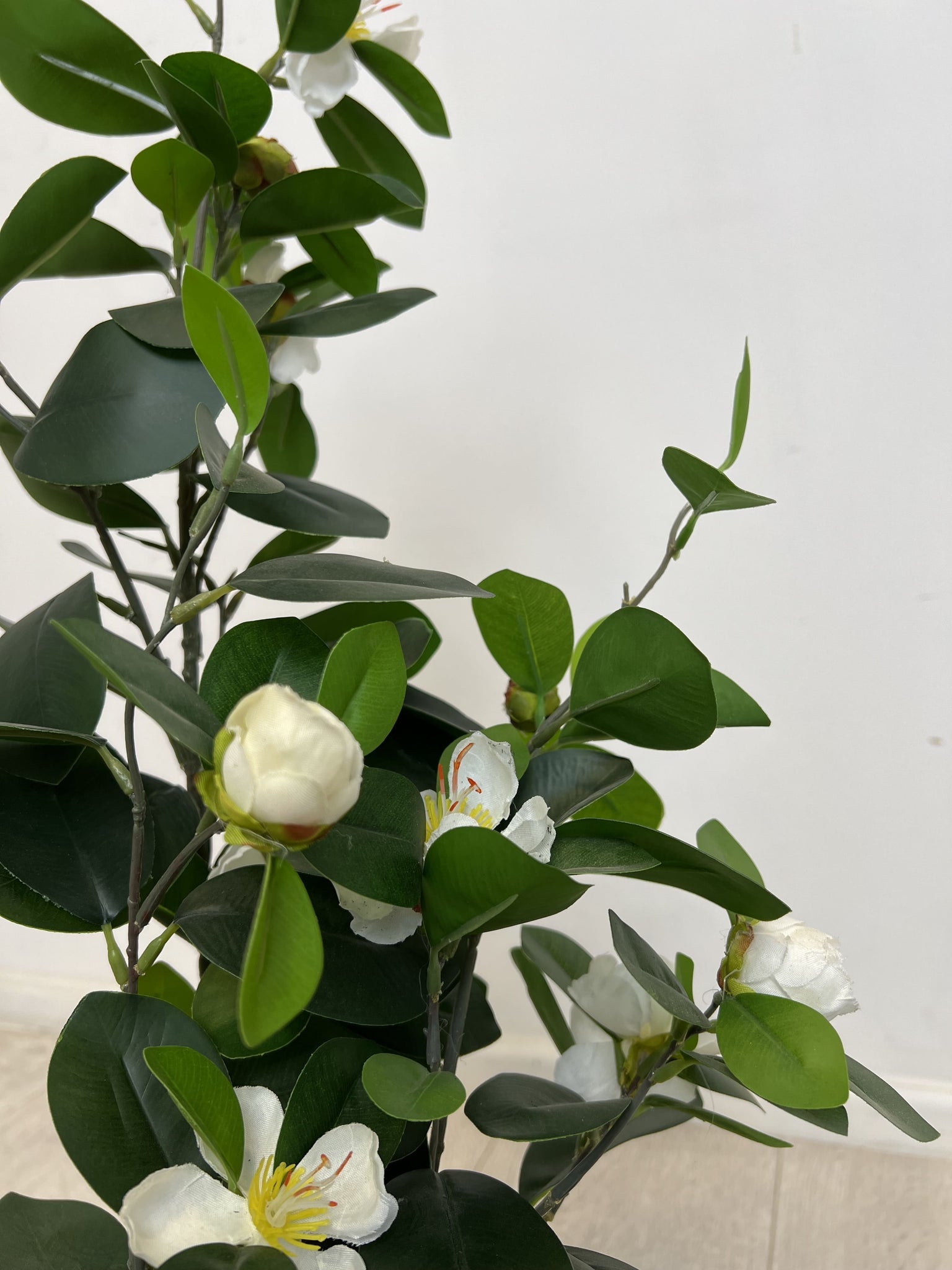 Planta Macetero Hoja Verde Flor Blanca