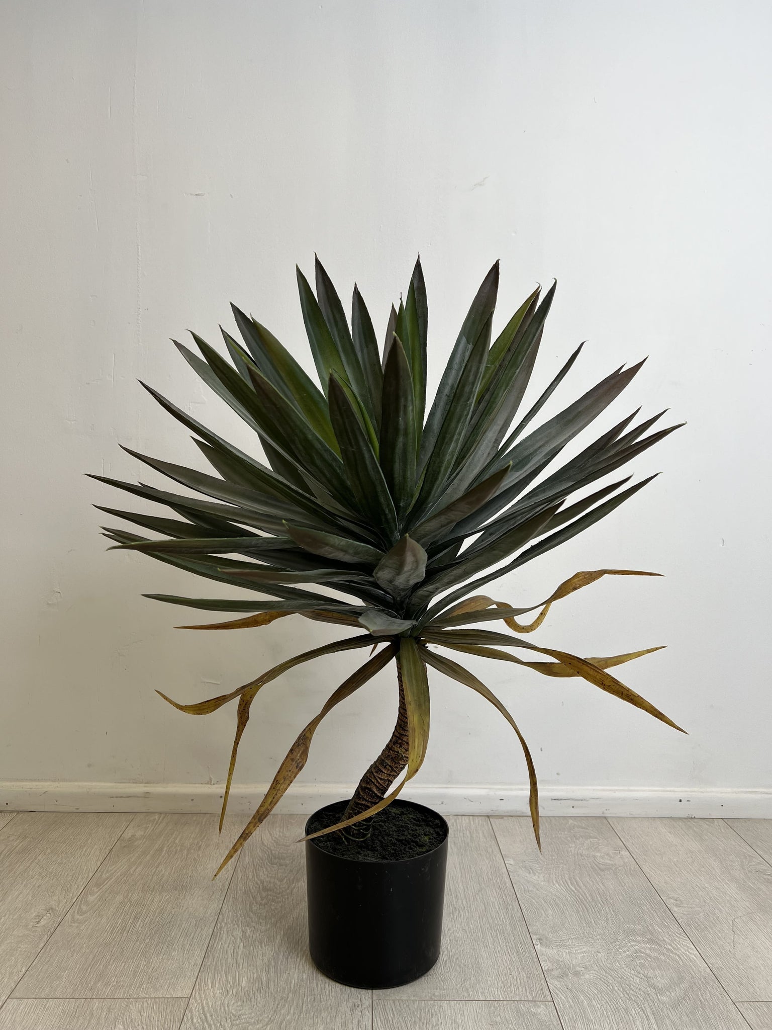 Agave artificial